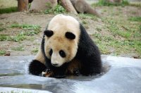 panda