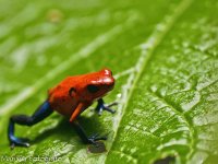 Imágenes de Costa Rica