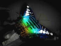 mariposa