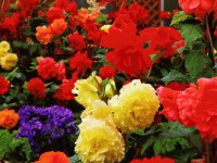 large floral