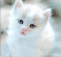 white kitty