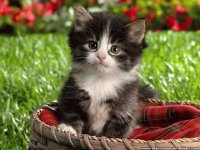 Kitty BAby