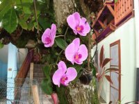 Guarias moradas