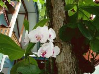 Guarias Blancas