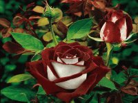 rare roses