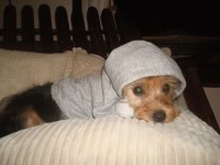 Perro