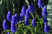 Morado