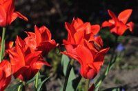 En Rojo
