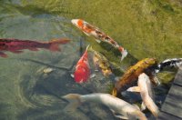 Peces