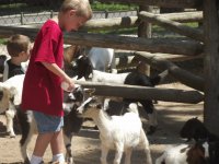 goats