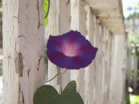 Imágenes