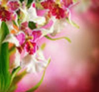 orchid-flower