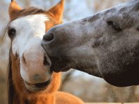 beso equino