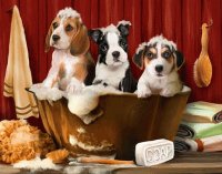 chiens mignons