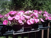 My Flower Box