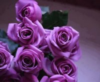 lilac roses