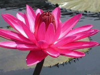 pink water lily