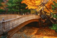 ponte