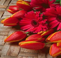 flores