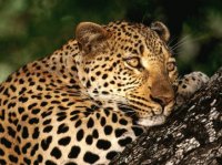 LEOPARDO