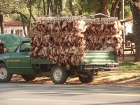 Gallinas vivas
