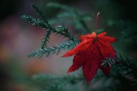 feuille rouge en automne