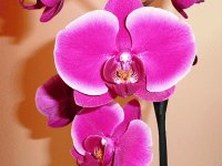 orchidee