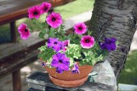petunia