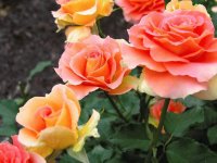 flores
