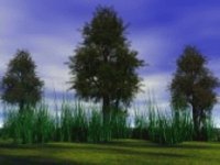 trees-and-grass