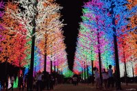 lighted tree path