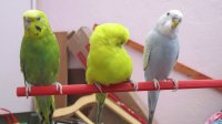 Nana-Mimi-Pako