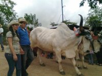 Imagenes
