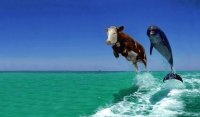 Vaca y Delfin