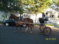 caballo con carro