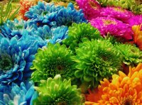 colorful mums
