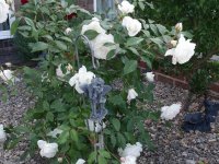 Fairy Rose
