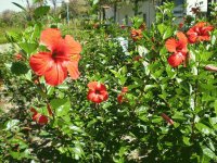 Magnificent Trumpets