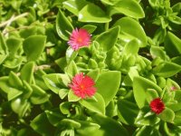 Green and Red