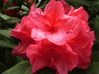 Beautiful Red