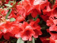 Red Glory