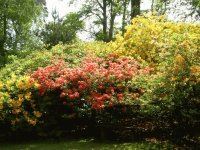 Sit under the flowers