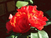 Just Red