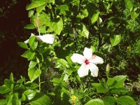 Sunlit White