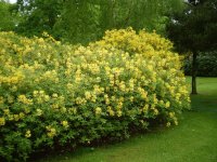 Green and Yellow