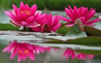flores
