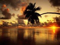 paisaje palmera