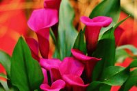 flores