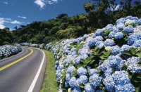 hortências - Gramado - RS