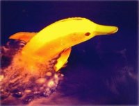 delfin